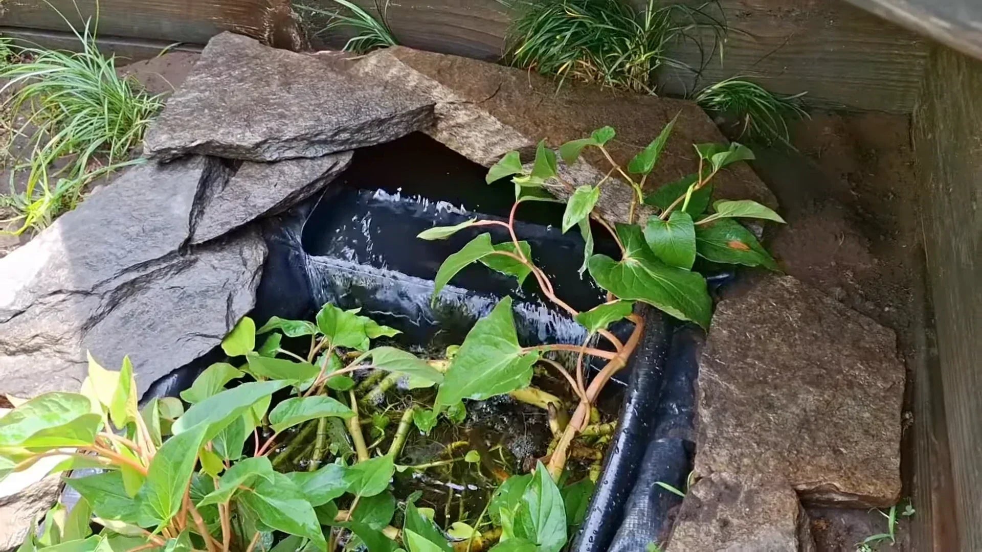 Pond Renovation Notes: Full Installation Record of Poposoap Waterfall Pump Kits