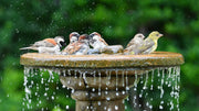How to Keep the Poposoap Solar Water Fountain for Bird Bath Clean and Cool in Summer