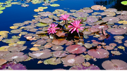 Discover the Beauty and Mysticism of Waterlilies: Hardy and Tropical