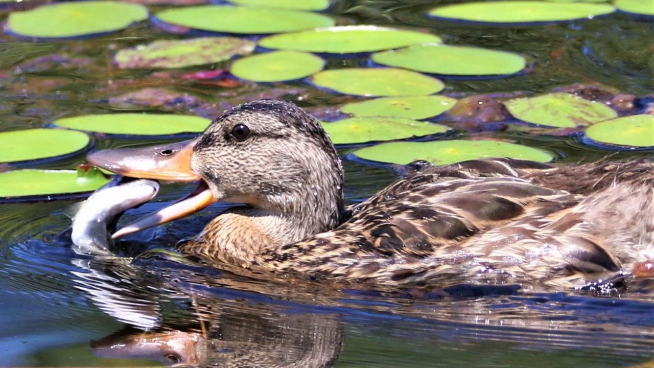 Do Ducks Eat Fish? What Pond Owners Need to Know About Duck Diets