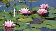 How to Plant Water Lilies and Other Water Plants in Your Pond (Even Deep Ones!)