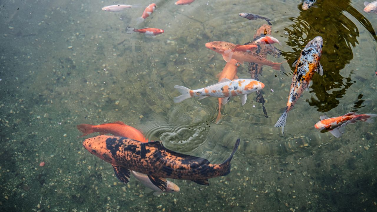 Koi-Goldfish Hybrids: Can They Breed and Should You Let Them?
