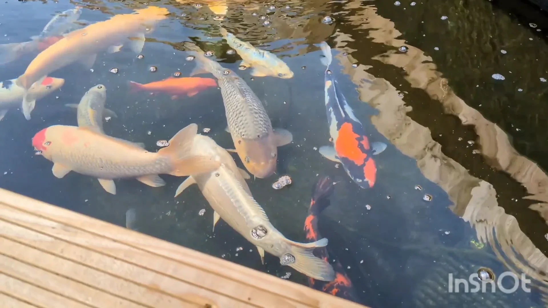 Aquarium Renovation and Wild Carp Feeding: Full Record from Unboxing to Ecological Maintenance
