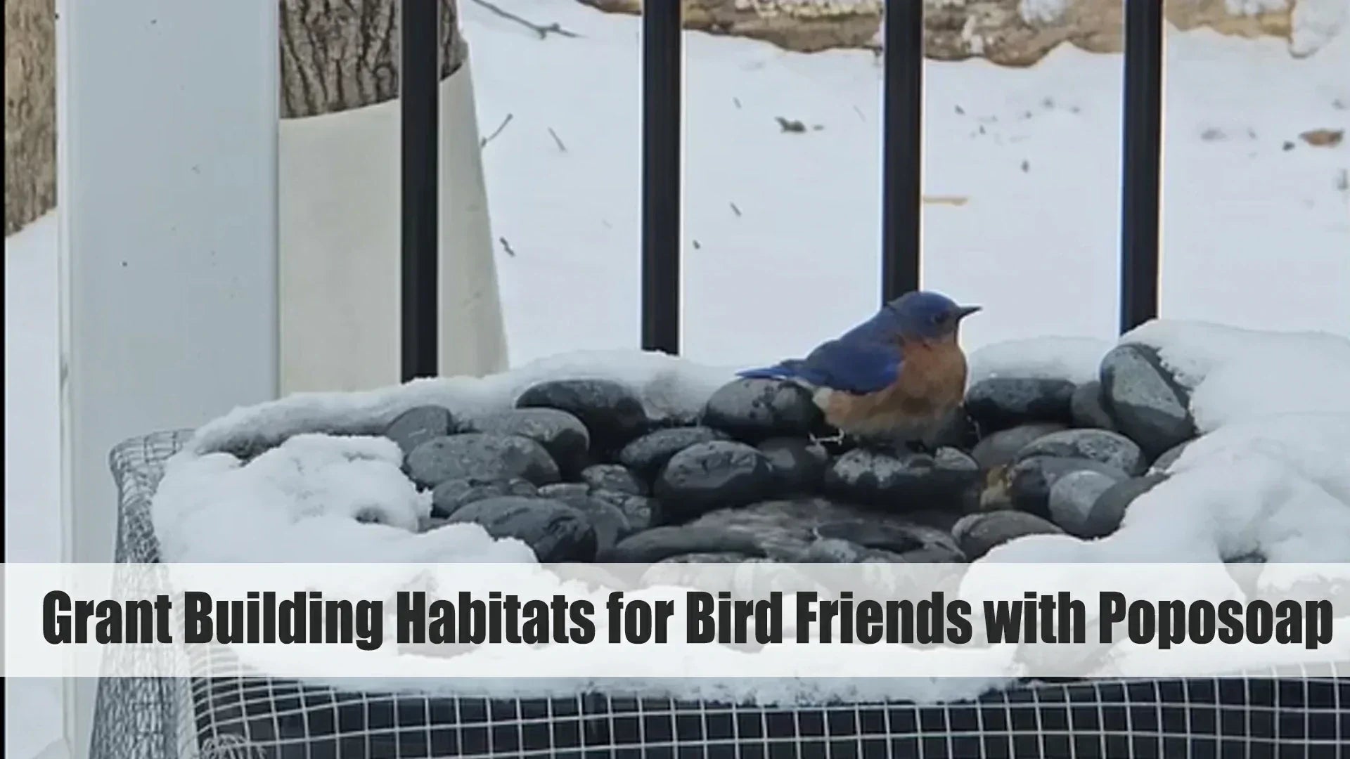 grant building habitats for bird friends