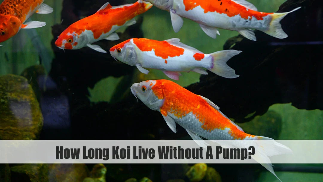 The Length Of Time Can Koi Fish Endure Without a Pump? Essential Tips for Fish Pond Wellness