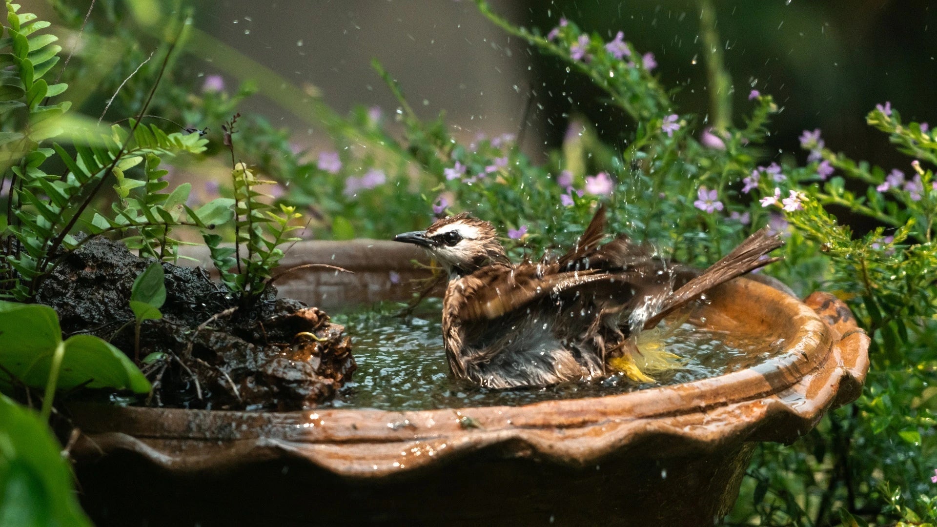 lovely bird bath fountains