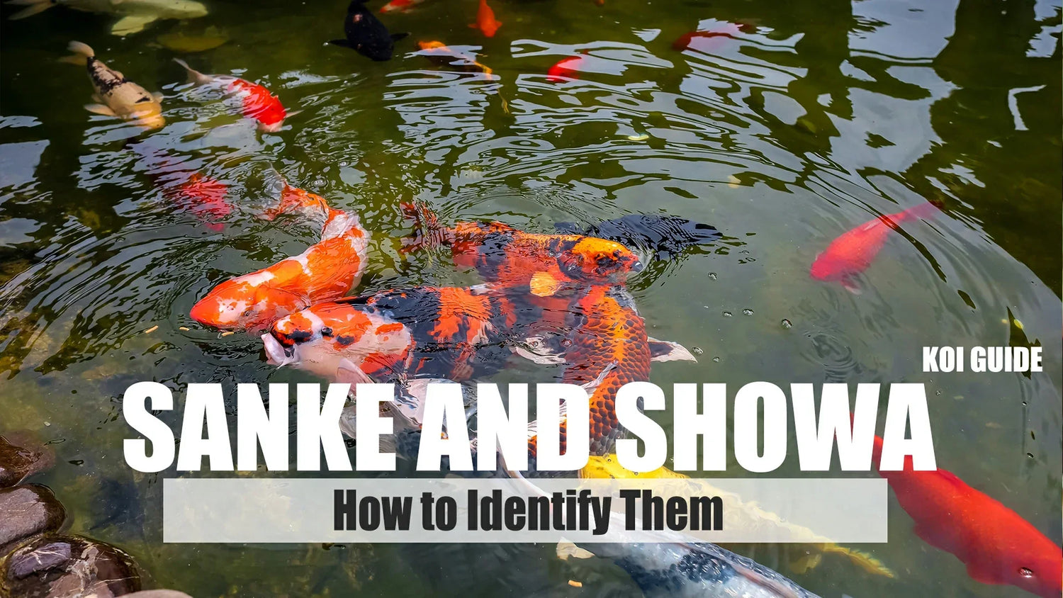tips to identify sanke and showa koi carp