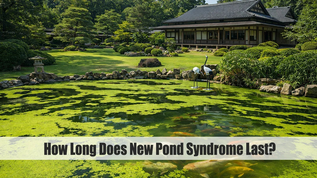 what is new pond syndrome