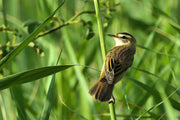 Local plants, wildflowers and reeds are grown