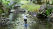 solar powered birdbath fountain
