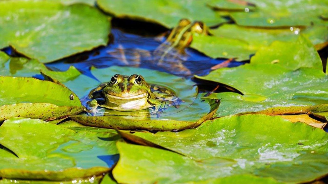 Frog Pond