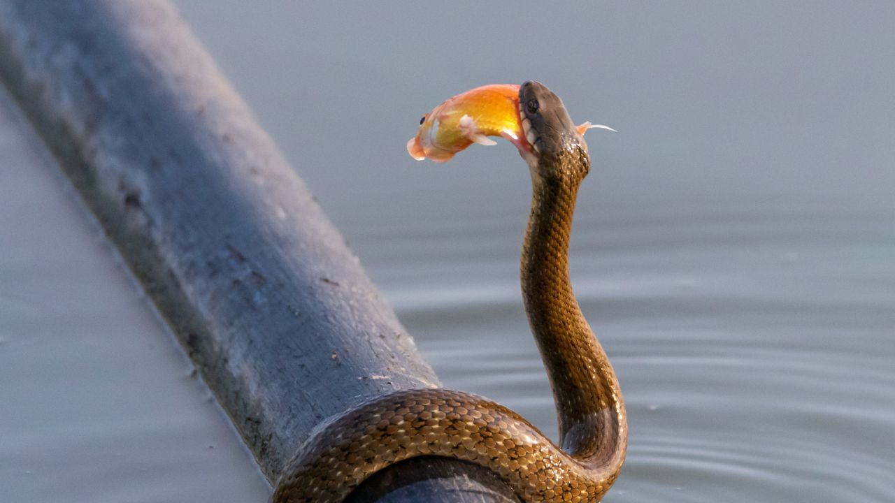 How to Keep Snakes Out of Your Pond: Tips for Protecting Fish
