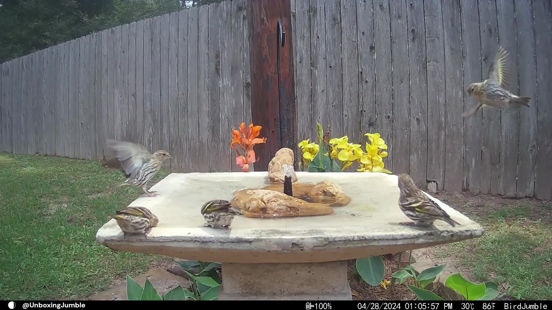 Unlimited Creativity: The Successful Application of Poposoap Solar Fountain for Birds in Small Gardens
