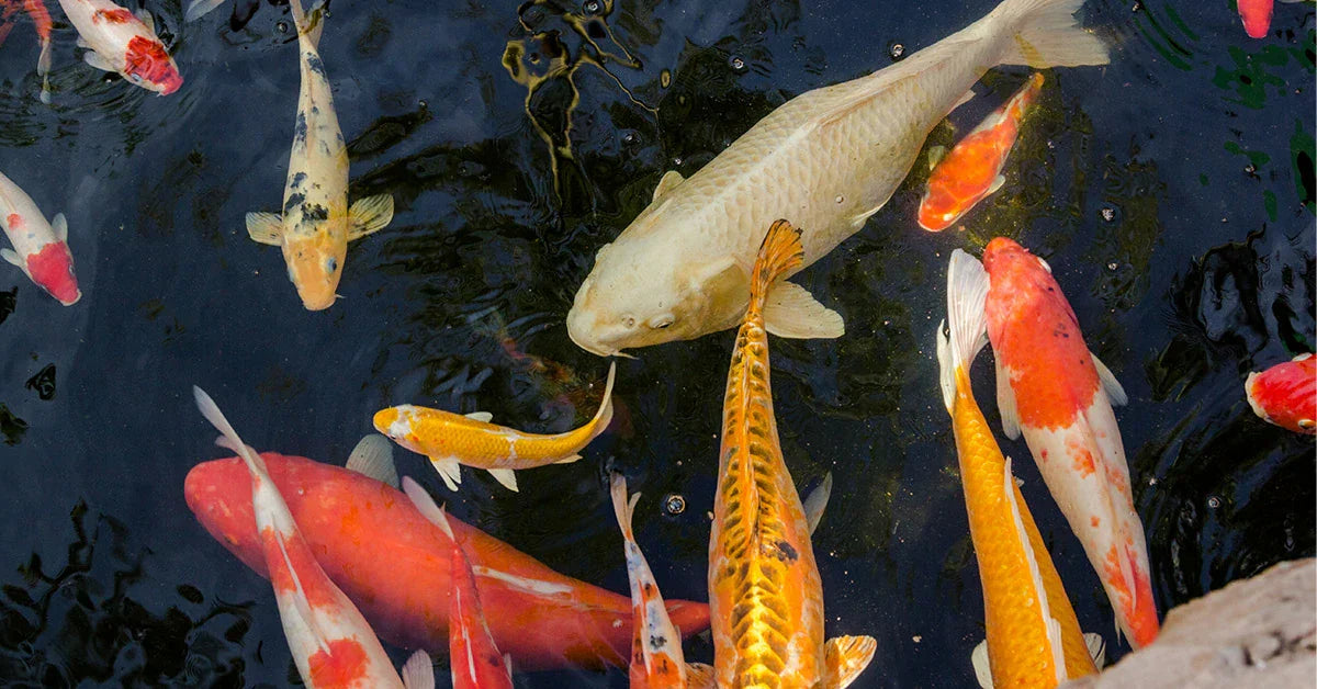 Guide to Healthy Pond Fish