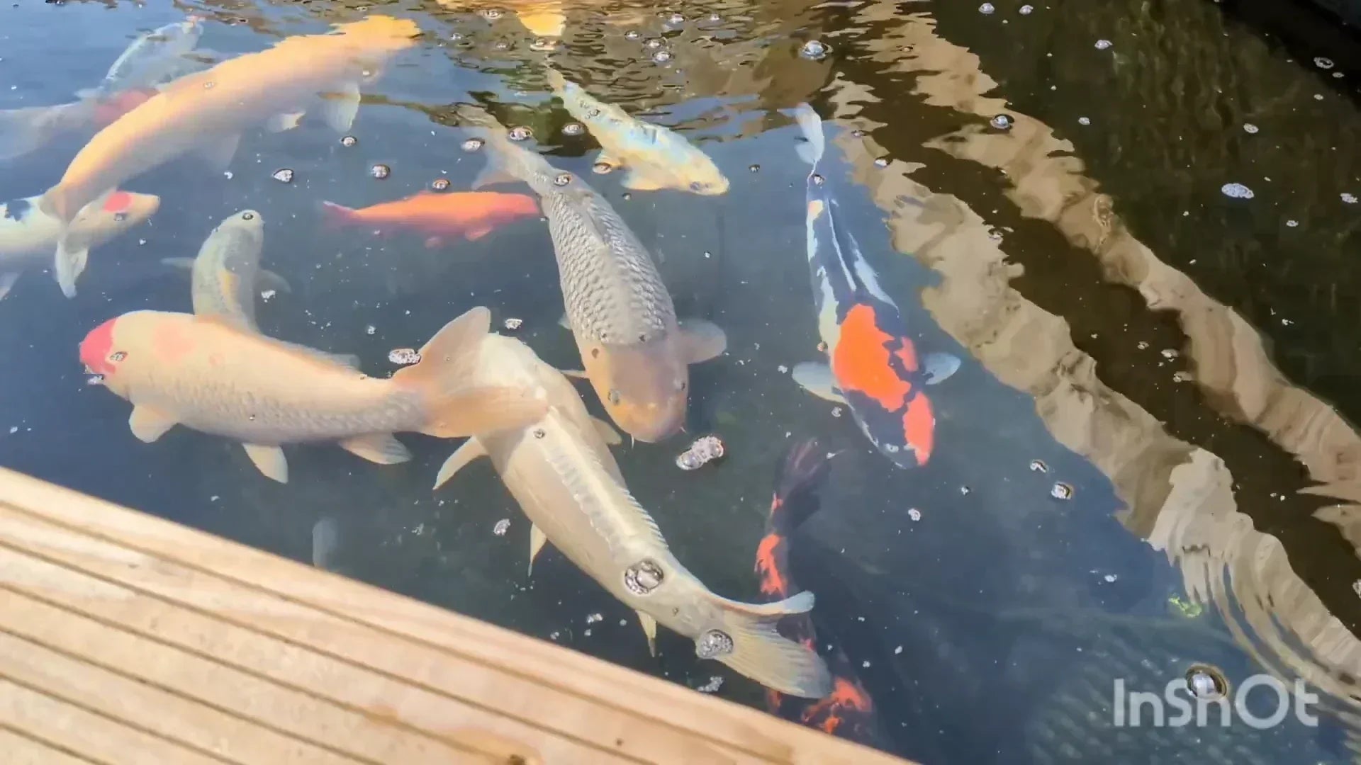 Aquarium Renovation and Wild Carp Feeding: Full Record from Unboxing to Ecological Maintenance