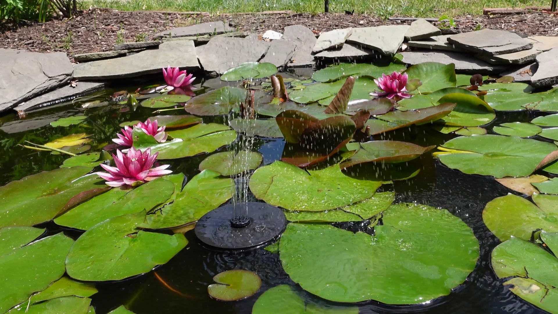 Pond Decorating Ideas for a Beautiful Water Garden