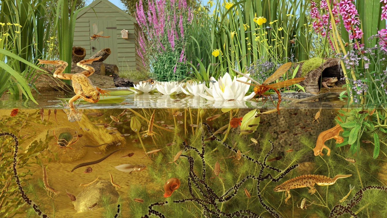 Understanding Mutualism in Ponds