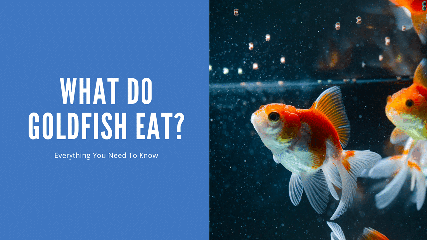What Do Goldfish Eat? A Complete Feeding Guide for Happy, Healthy Fish