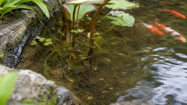 What Should I Do When My Pond Fish Have Babies?