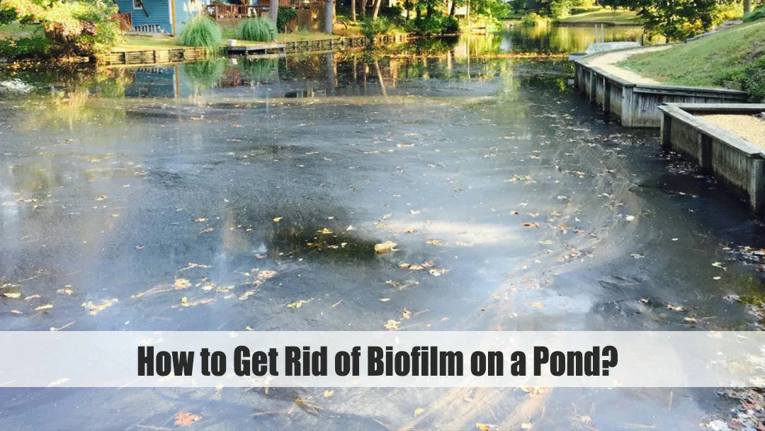 biofilm in water