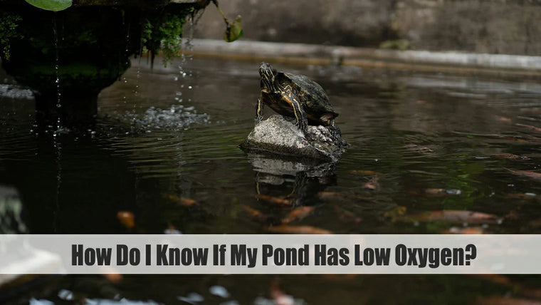 How Do I Know If My Pond Has Low Oxygen?
