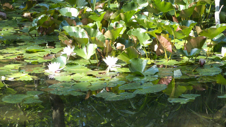 Pond Aquatic Plants: Ultimate Guide — 10 Water-Purifying Species, Planting Steps & 6 Invasives To Skip