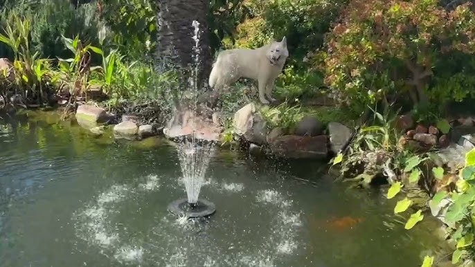How to DIY a Mini Water Feature with Poposoap Floating Solar Water Fountain？