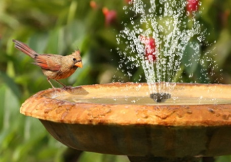 Bird Bath: One or Two Words? Learn the Facts and DIY Tips