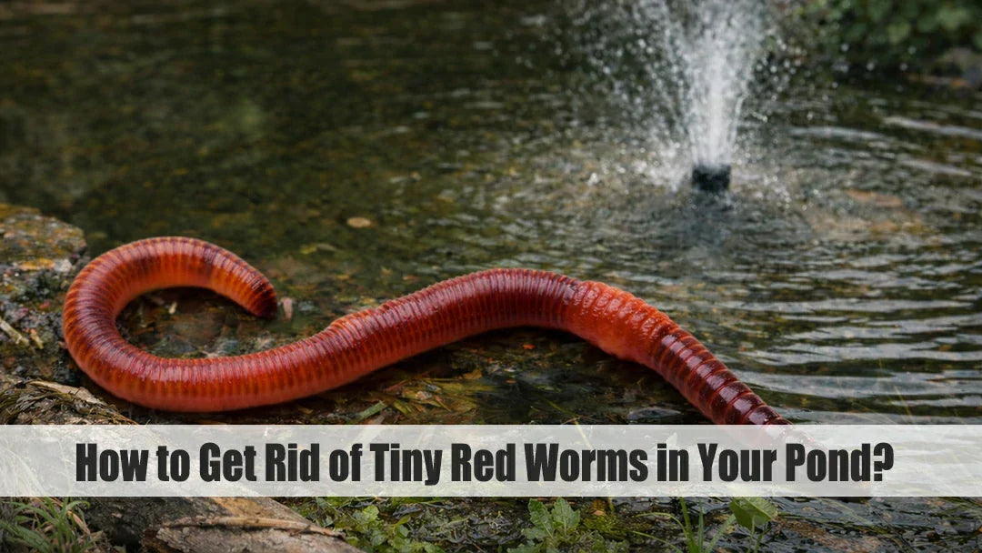 tiny red worms in water