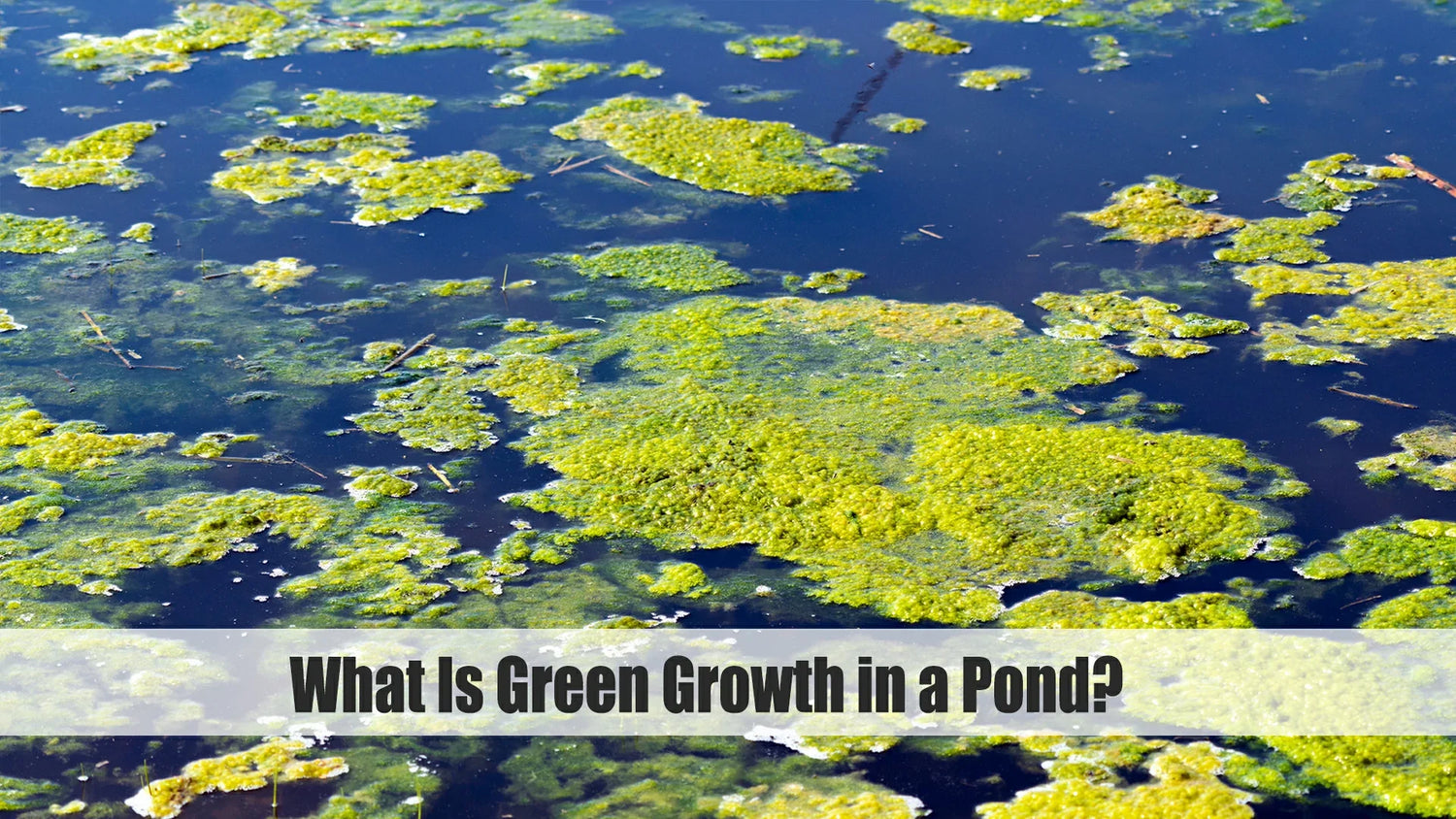 what is green growth in a pond