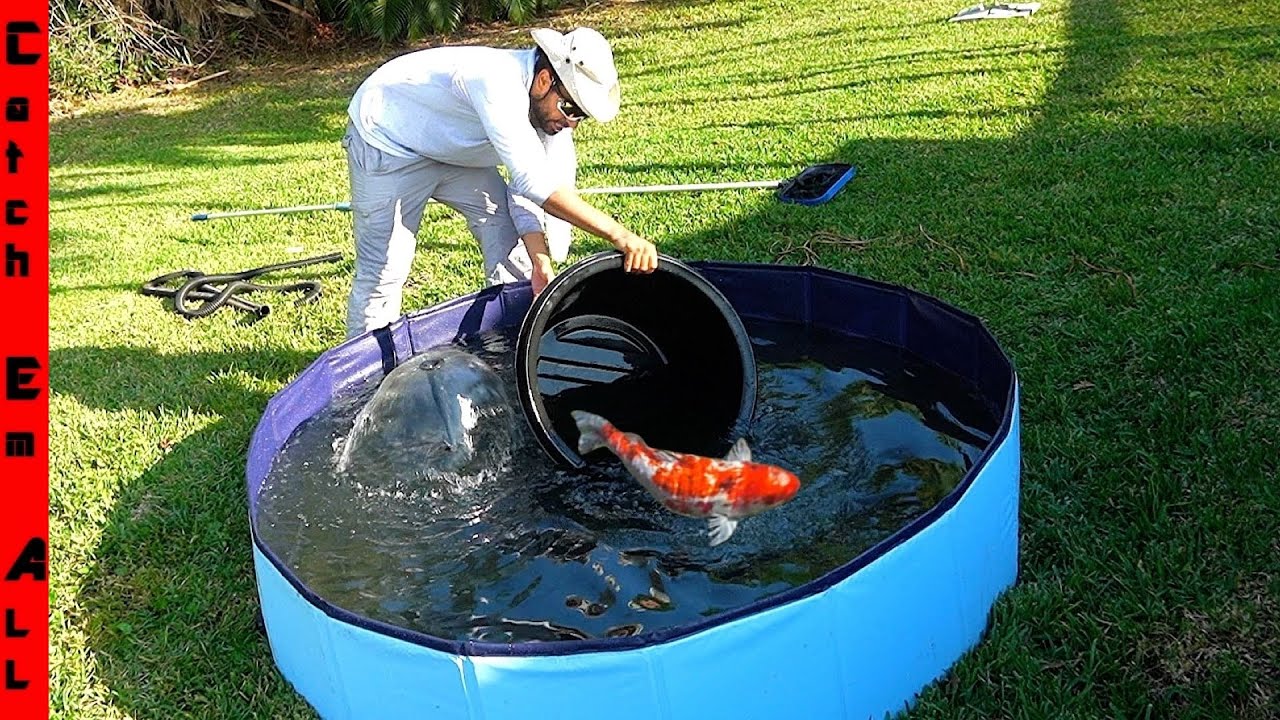 The Wonderful Journey of Creating a Backyard Pond in South Florida
