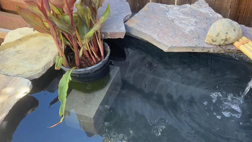 18. Add floating plants like water lettuce or lilies.