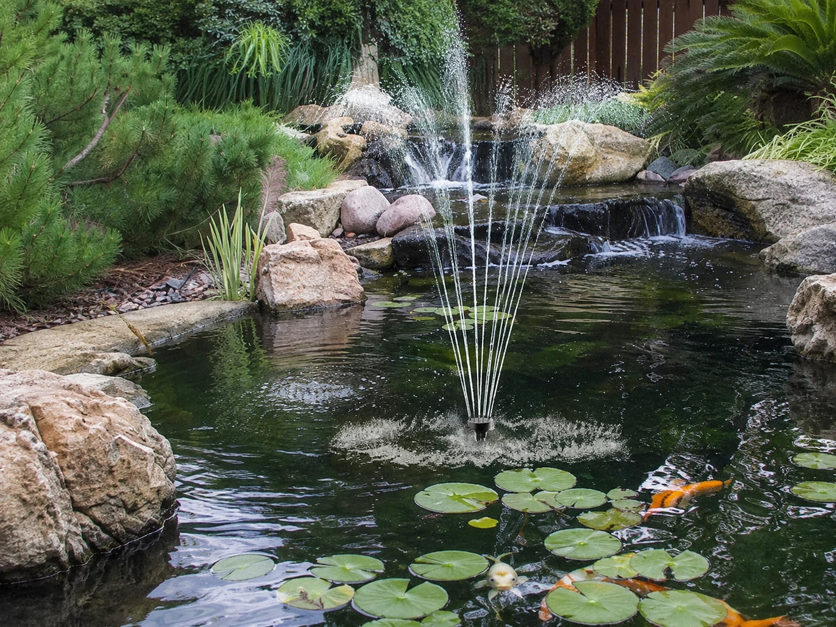 Fish Pond