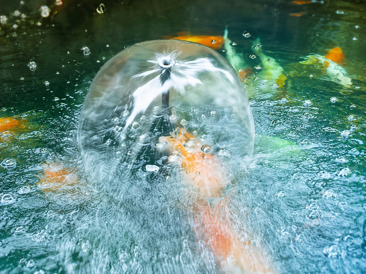 Fish Tanks